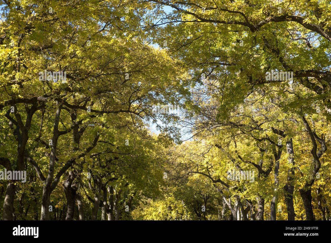 Beautiful yellow leaves hi-res stock photography and images - Alamy
