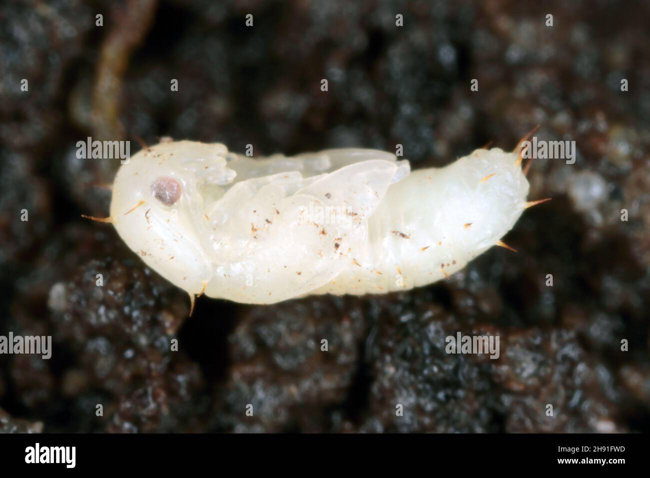 Pupa of Carpophilus hemipterus (dried fruit beetle) is a species of sap-feeding beetle in the family Nitidulidae. It is a pest of ripe and dried fruit Stock Photo