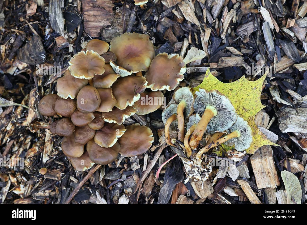 Hypholoma fasciculare, known as sulphur tuft, sulfur tuft or clustered woodlover, wild mushroom from Finland Stock Photo