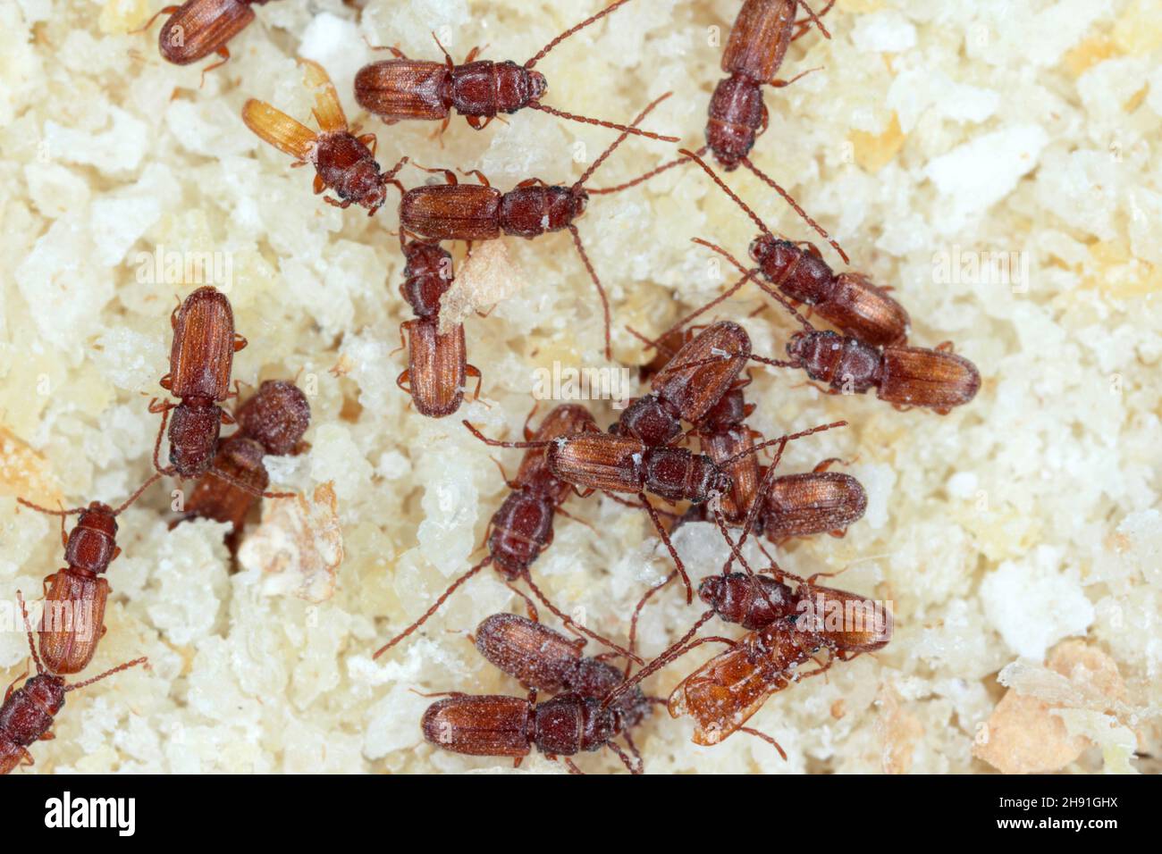 Rusty Beetle Rusty grain beetle Cryptolestes ferrugineus is a beetles of the family ...