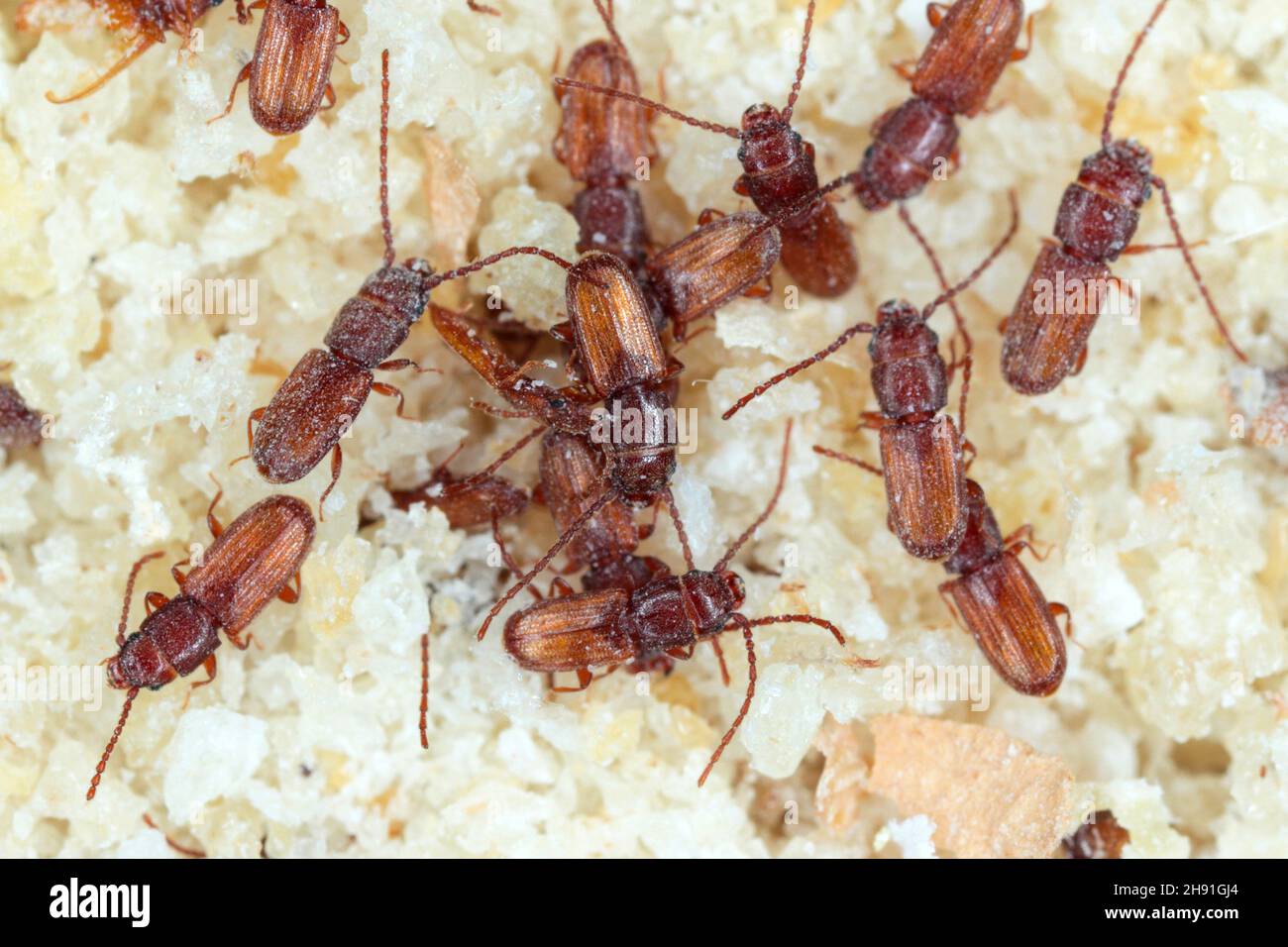 Rusty grain beetle Cryptolestes ferrugineus is a beetles of the family