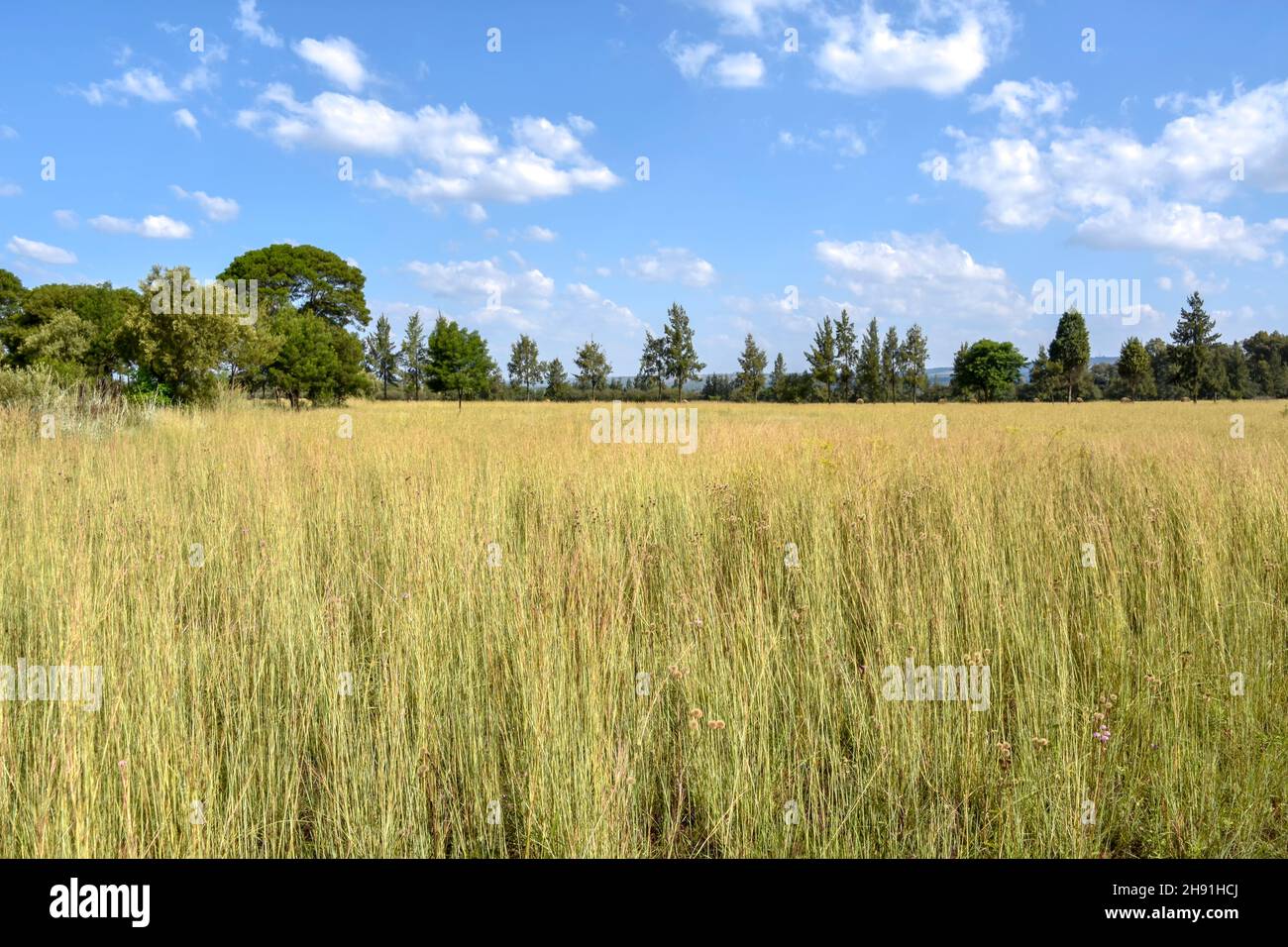 A landscape view in eastern Pretoria south africa with trees at the horizon meadows and a blue sky with clouds in the background on a bright sunny day Stock Photo