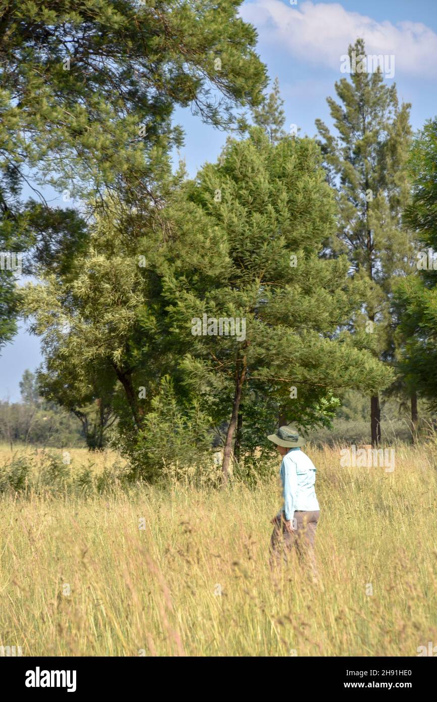 A female hiker in eastern Pretoria south africa with trees near meadows and a blue sky with clouds in the background on a bright sunny day with tall g Stock Photo