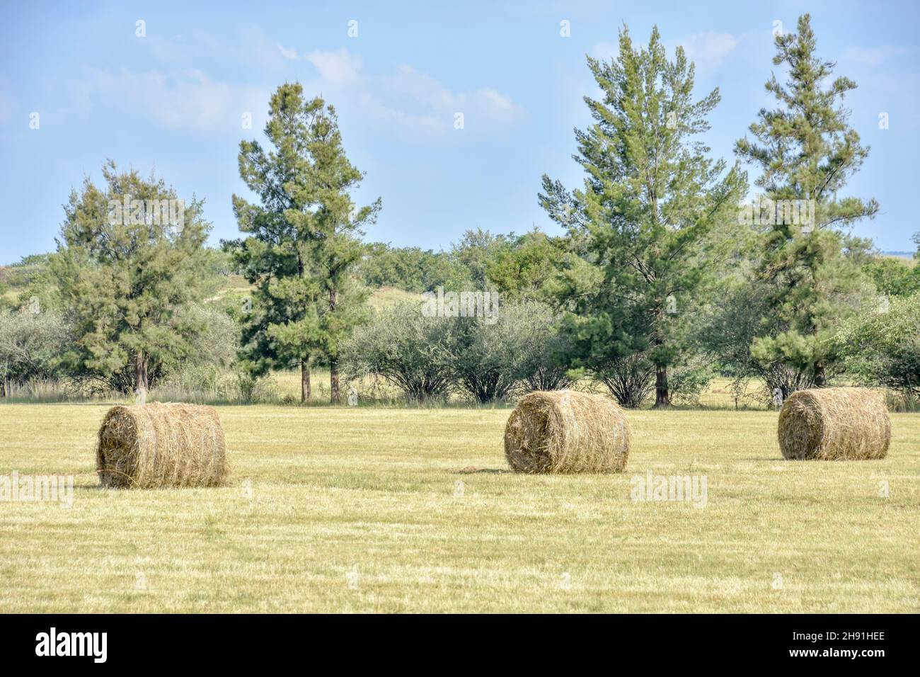Round hay bales in the agricultural fields in eastern Pretoria south
