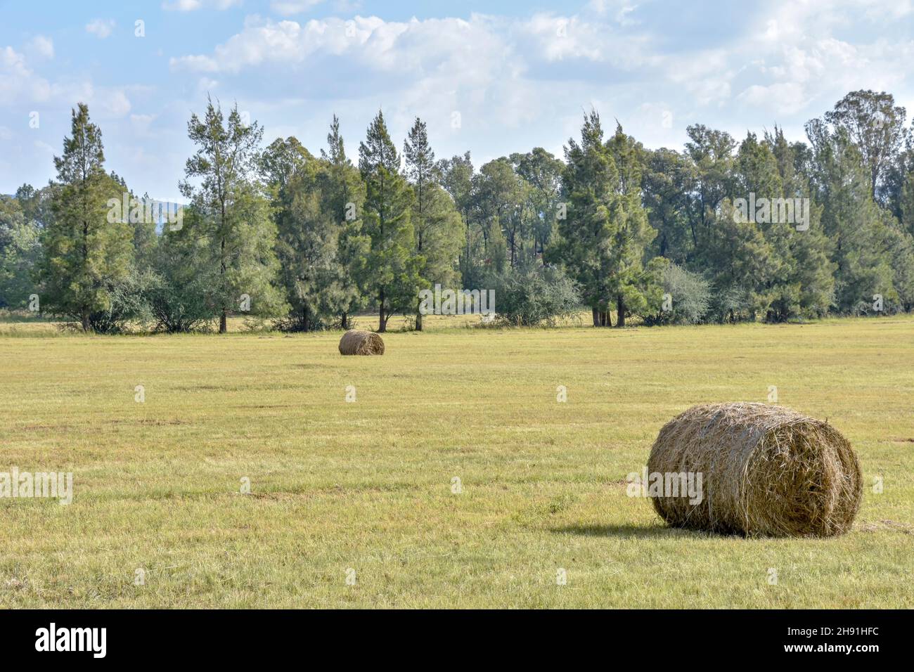 Round hay bales in the agricultural fields in eastern Pretoria south