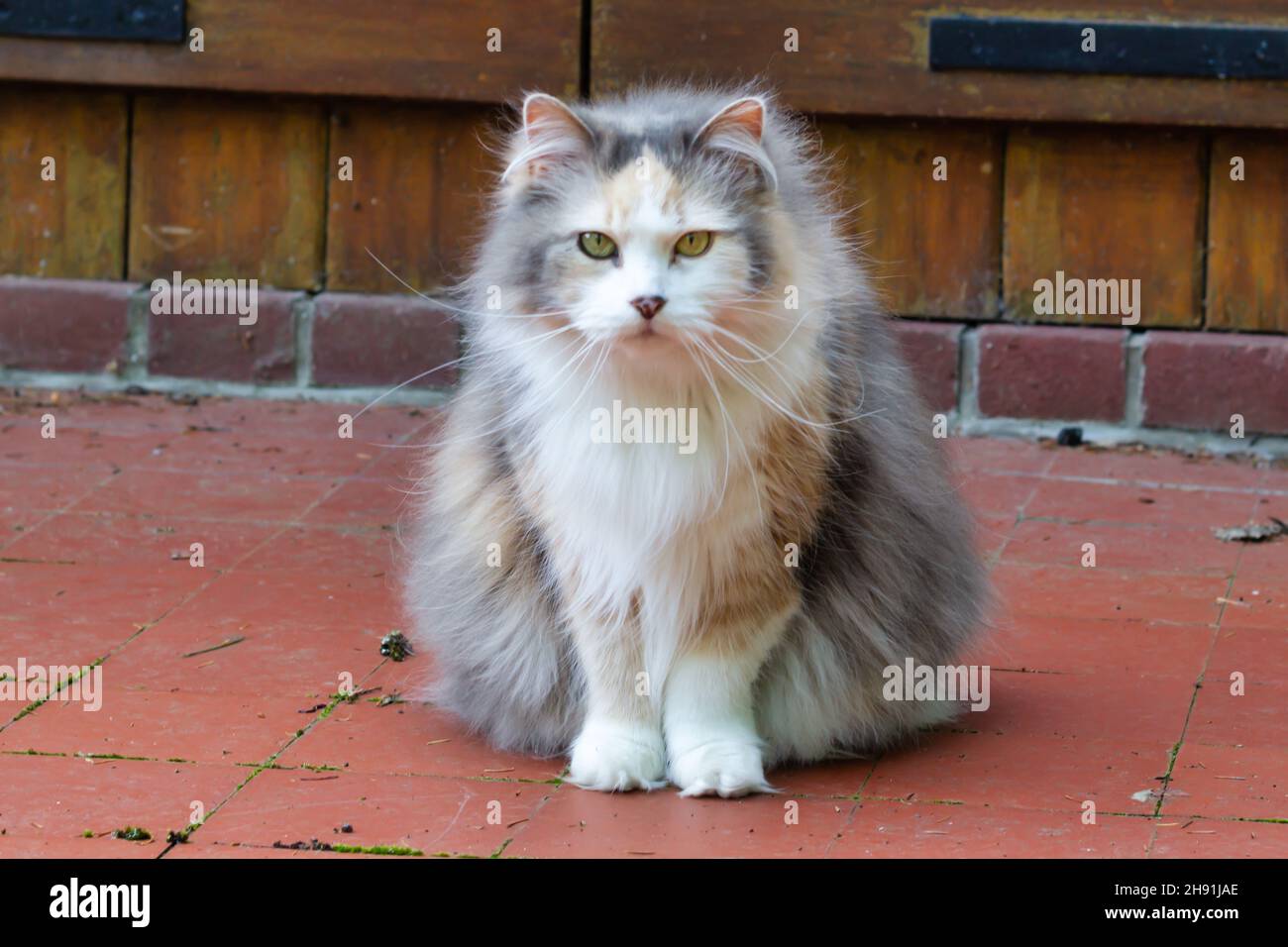 long haired cat sitting on a balcony Stock Photo - Alamy