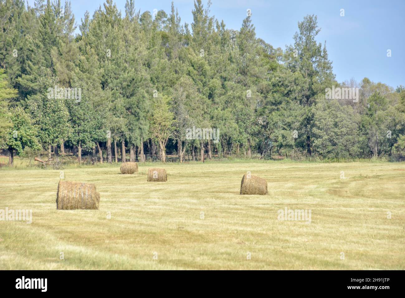 Round hay bales in the agricultural fields in eastern Pretoria south