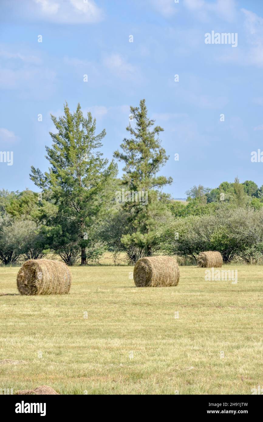 Round hay bales in the agricultural fields in eastern Pretoria south