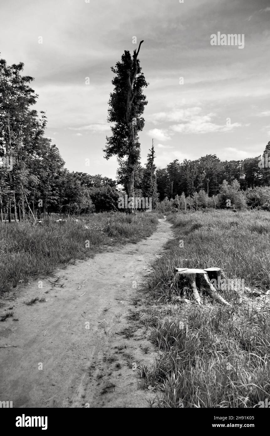 Meadow with tree, stump and path. Natural landscape, Deforestation and environmental concept. Black and white photo panorama. Stock Photo