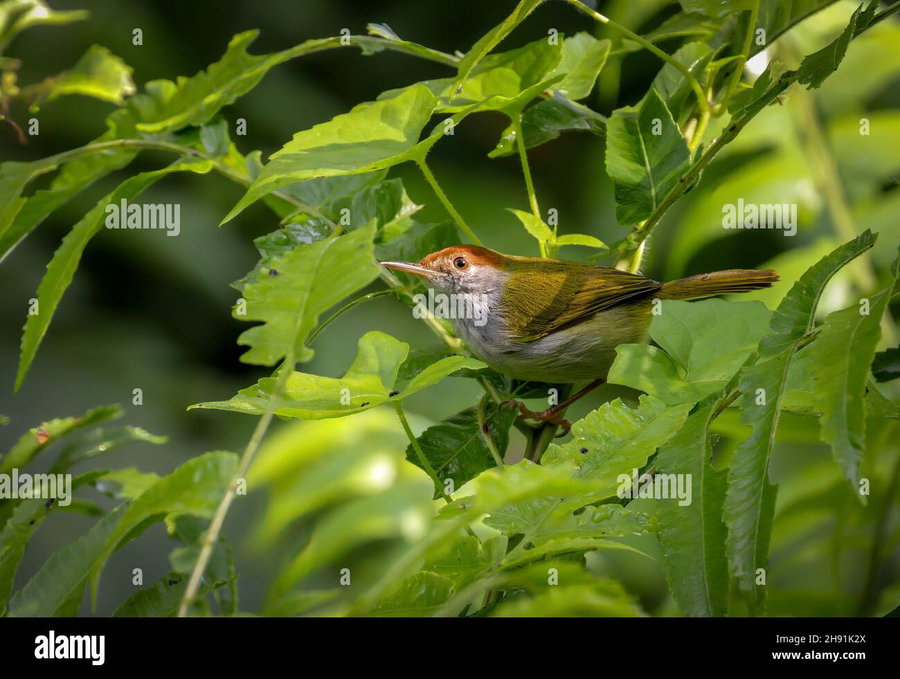 Dark-necked tailorbird.dark-necked tailorbird is a songbird species. Formerly placed in the 'Old World warbler' assemblage, it is now placed in the fa Stock Photo