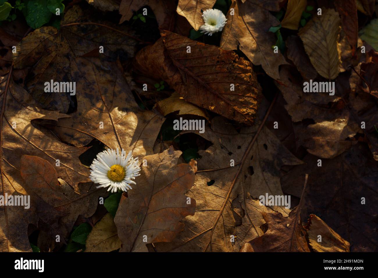 The white English daisy, also called bairnwort, Barnwood, and Bellis perennis, is seen from above among the dried, brown leaves of autumn. Stock Photo