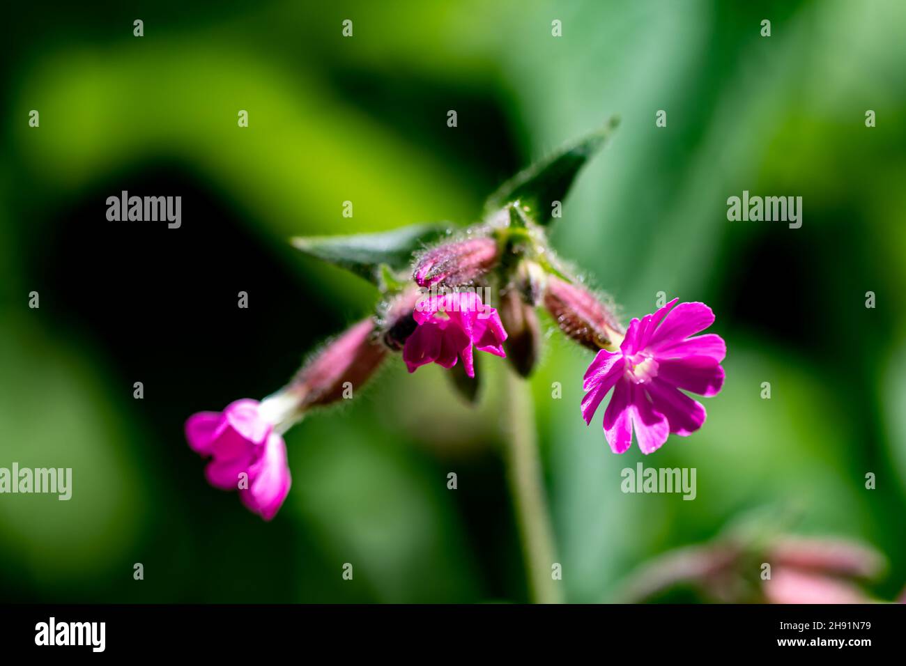 Silene dioica flower growing in meadow Stock Photo