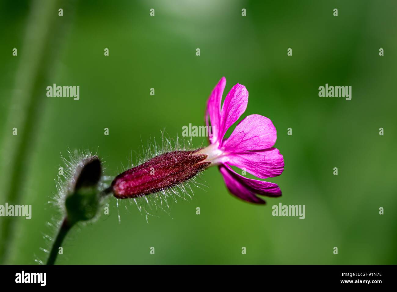 Silene dioica flower growing in meadow, close up Stock Photo