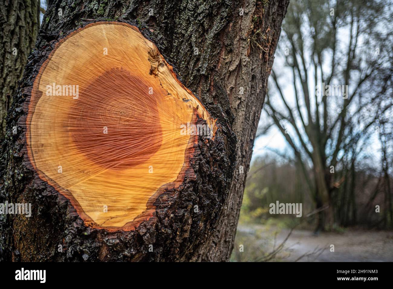 Tree trunk wound after cutting off a branch Stock Photo Alamy