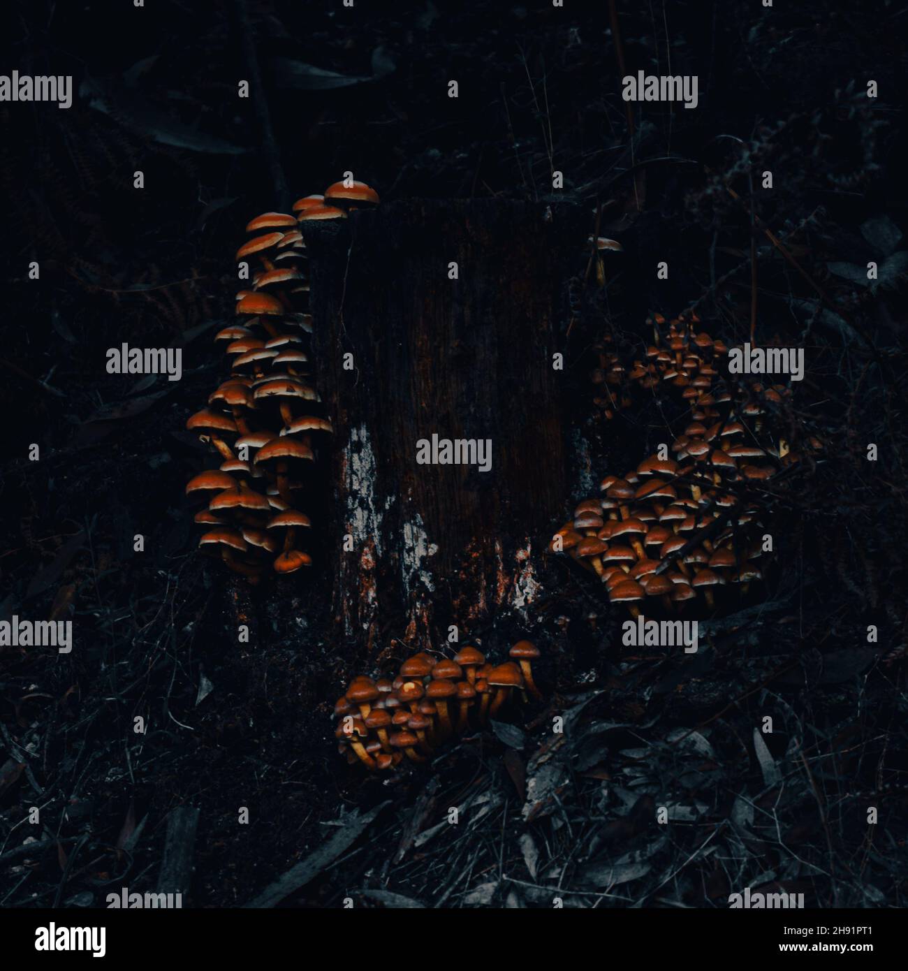 View of tree fungus on tree bark in a forest Stock Photo - Alamy