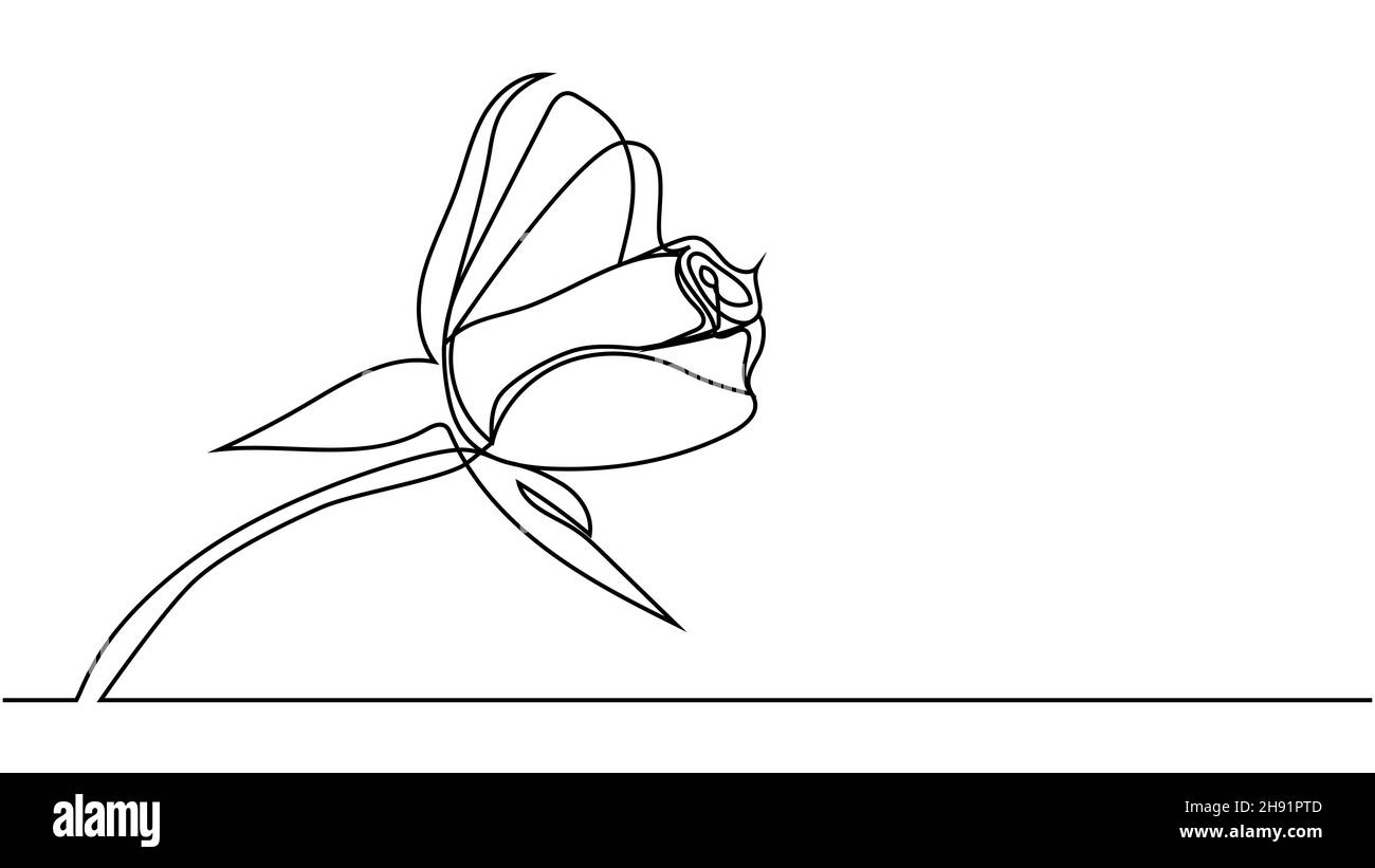 rose flower. Continuous one line drawing of rose flower minimalist ...