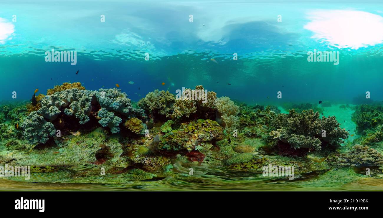Underwater world with coral reef and tropical fishes. Travel vacation concept 360 panorama VR Stock Photo