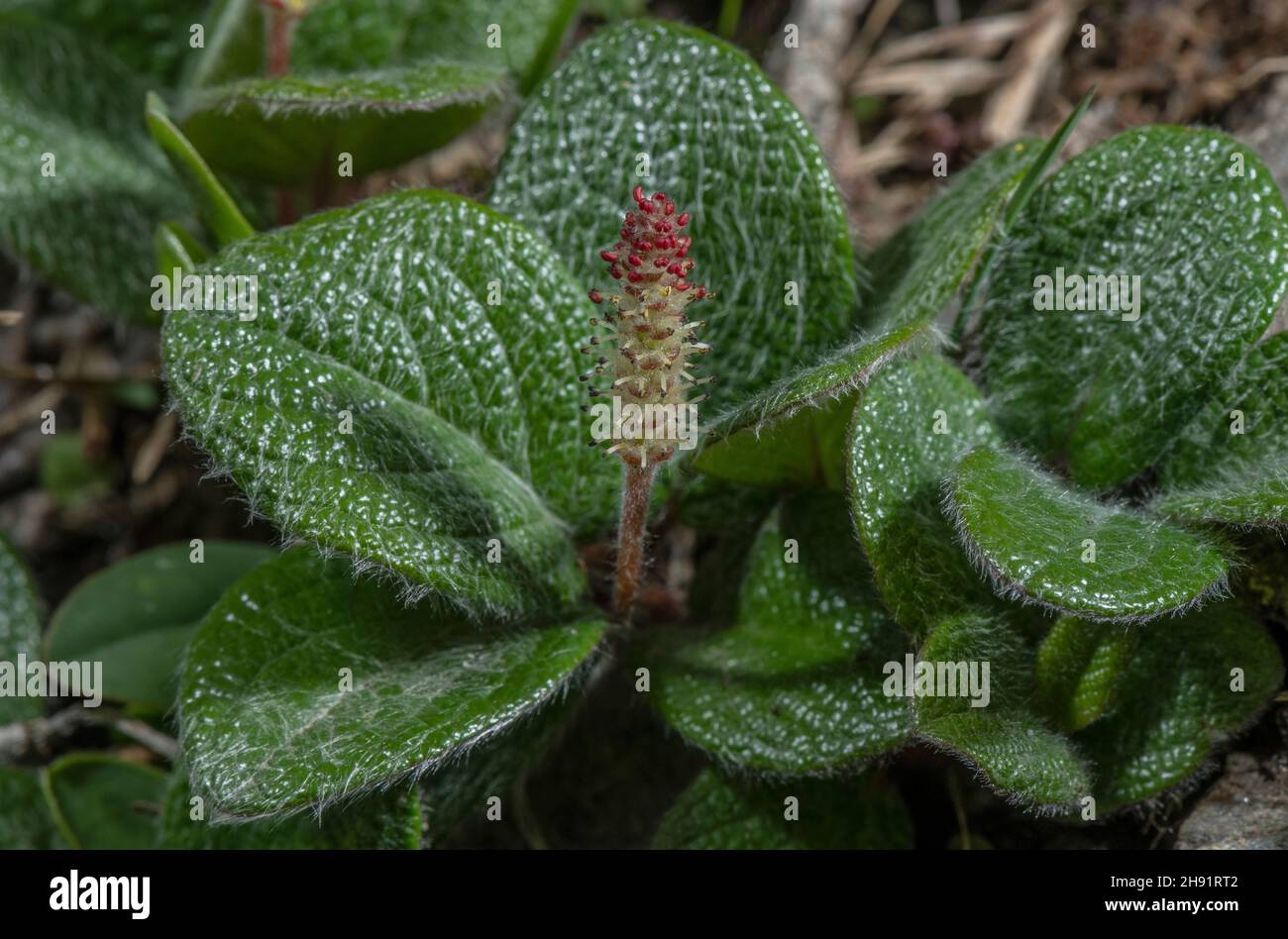 Net-leaved willow, Salix reticulata in flower with male catkins. French Alps. Stock Photo
