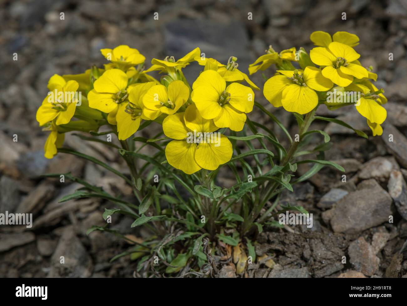 A treacle-mustard or dwarf wallflower, Erysimum jugicola, on the Col d'Agnel. Stock Photo
