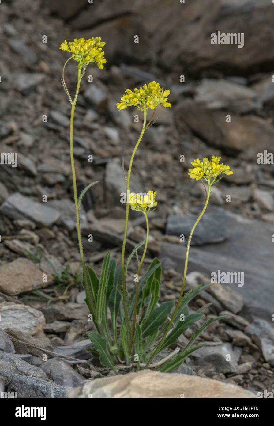 Buckler-mustard, Biscutella laevigata in flower at high altitude, French Alps. Stock Photo
