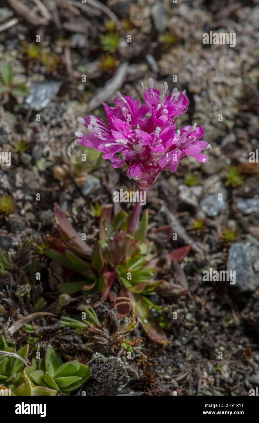Red Alpine catchfly, Silene suecica, in flower in high altitude tundra, french Alps. Stock Photo