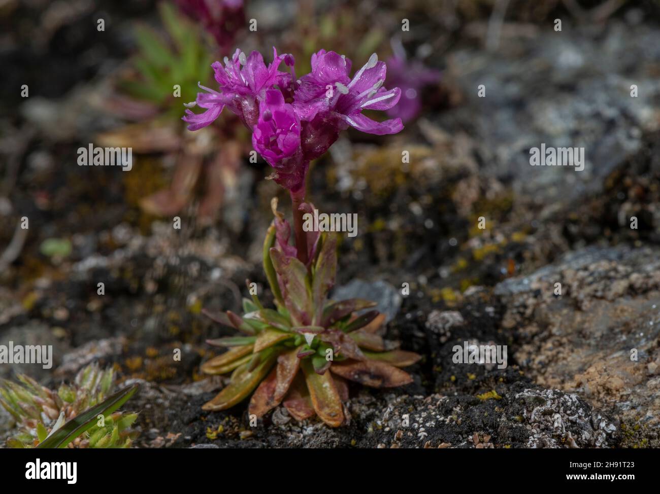 Red Alpine catchfly, Silene suecica, in flower in high altitude tundra, french Alps. Stock Photo