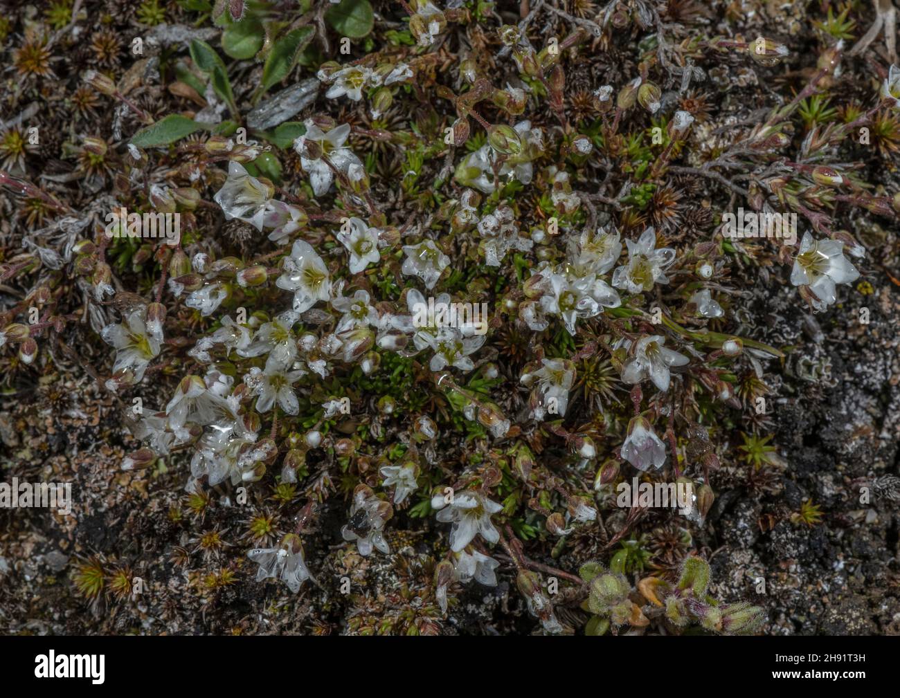 Recurved sandwort, Minuartia recurva in flower in high altitude tundra. French Alps. Stock Photo