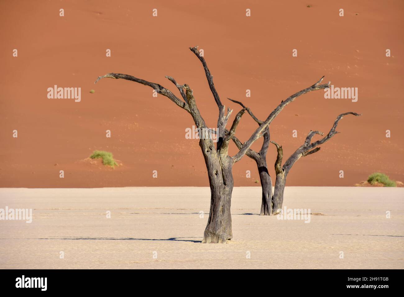 Dead trees in the dead or dry lake near the famous sand dunes in the Namib-Naukluft park area in Namibia Southern Africa Stock Photo