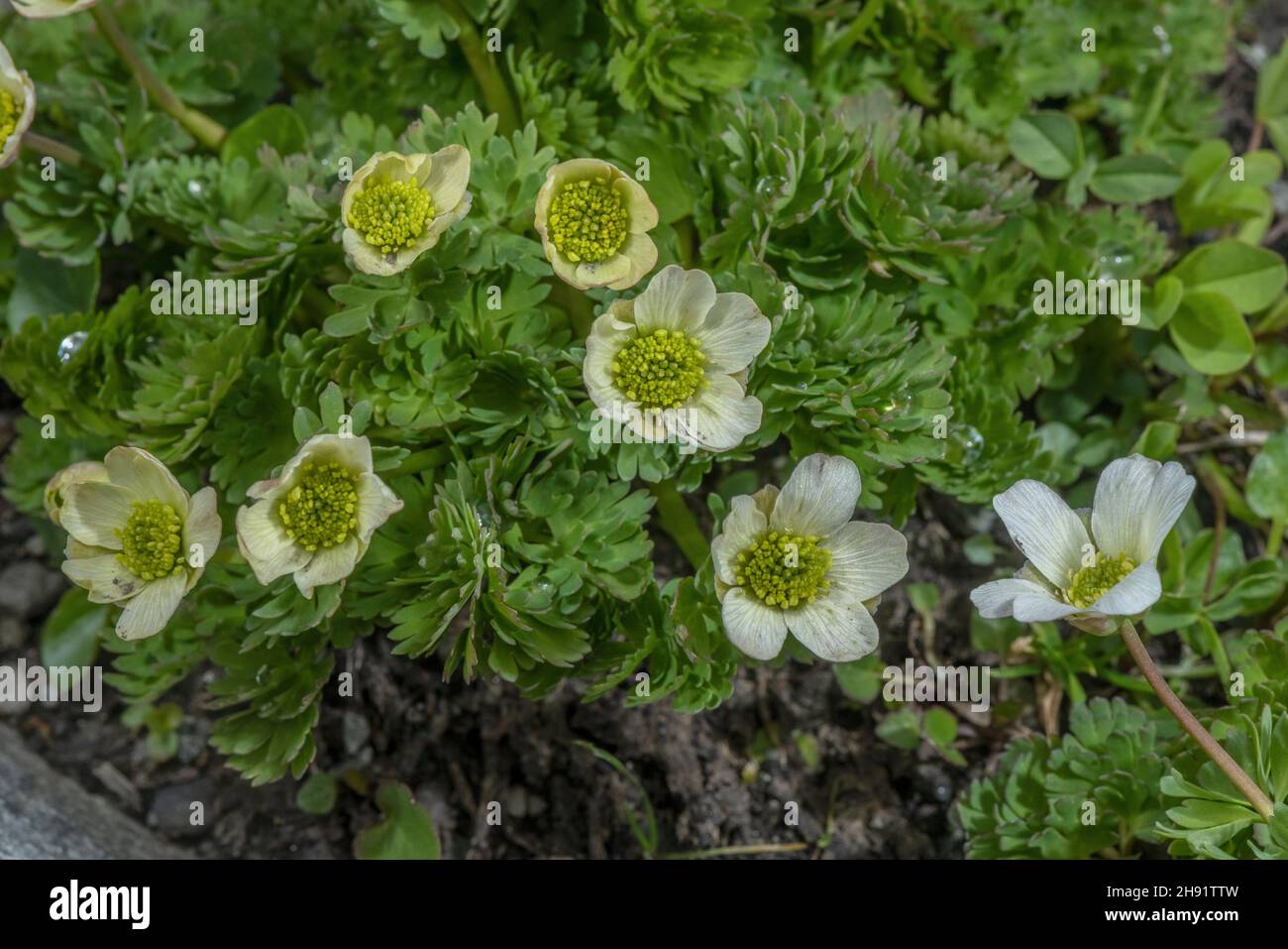 Callianthemum coriandrifolium in flower in the French Alps. Stock Photo