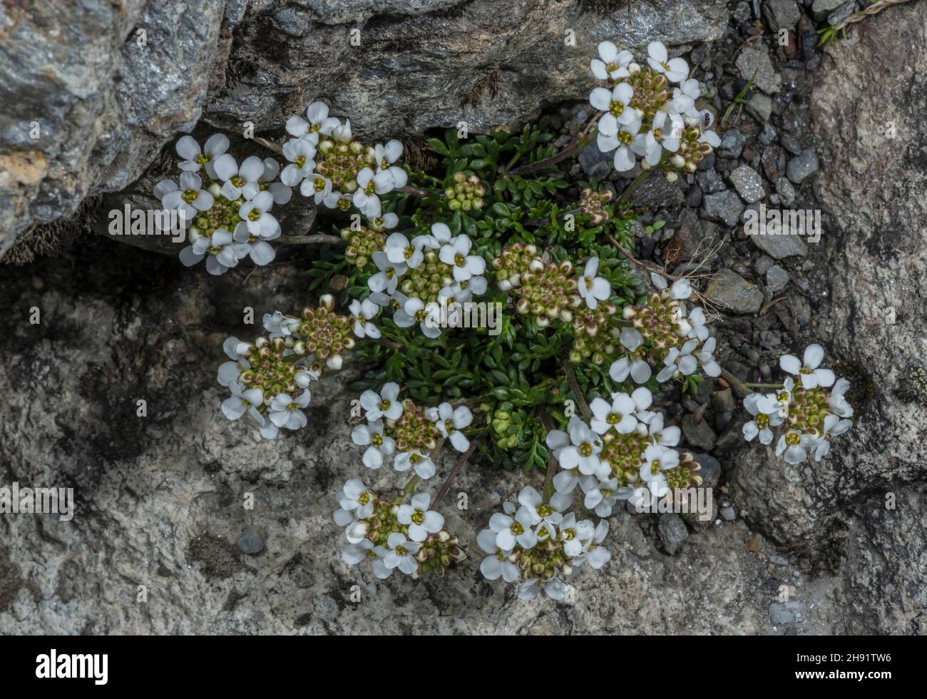 Chamois Cress, Hornungia alpina in flower at high altitude, French Alps. Stock Photo