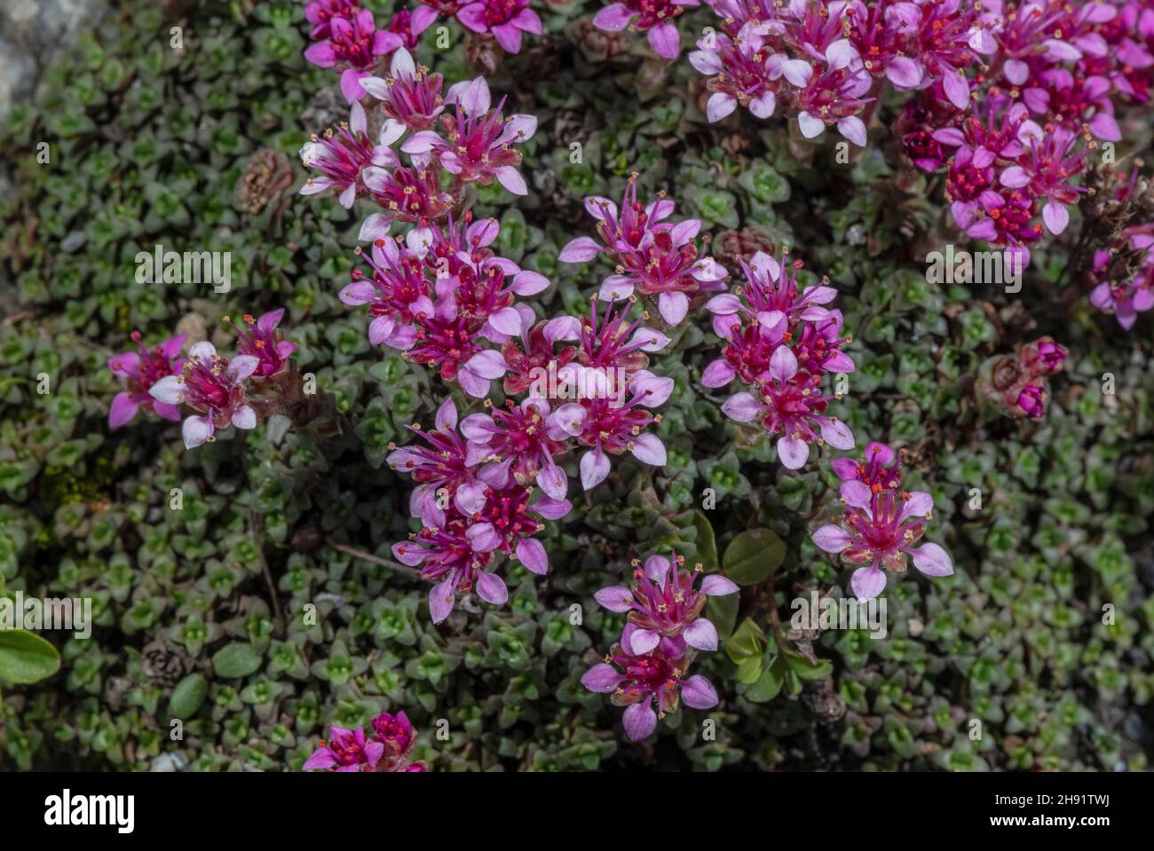 Retuse-leaved saxifrage, Saxifraga retusa, in flower in the French Alps. Stock Photo
