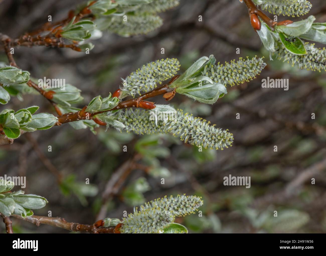 Female catkins of Swiss willow, Salix helvetica in spring in the Alps. Stock Photo