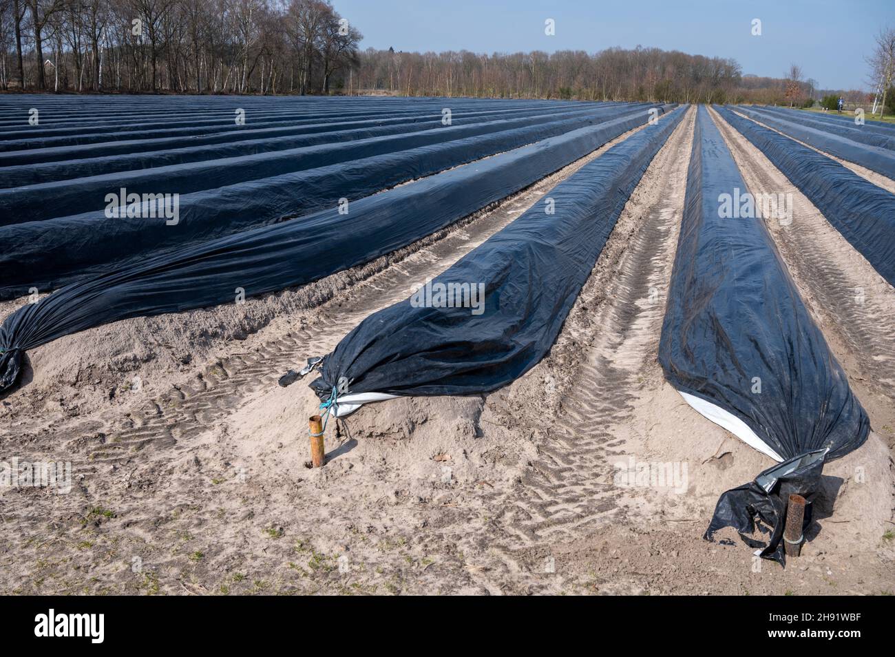New harvest of white asparagus in Netherlands, farm field in Brabant  covered with black plastic Stock Photo - Alamy