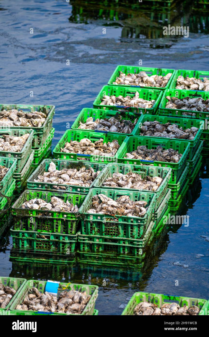Oysters growing systems, keeping oysters in concrete oyster pits, where