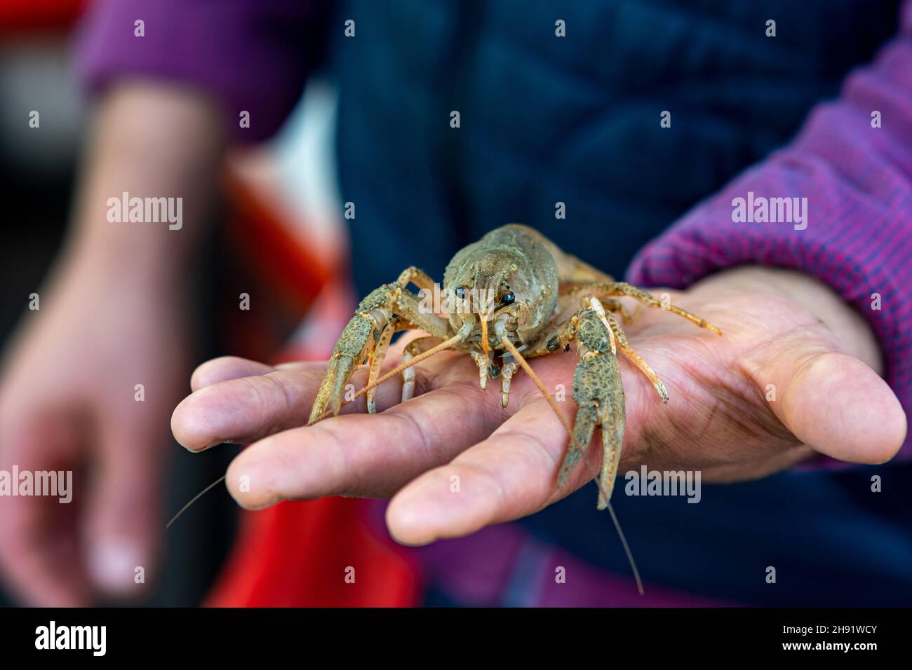 live crayfish on the arm of a fishmonger at a fish market Stock Photo