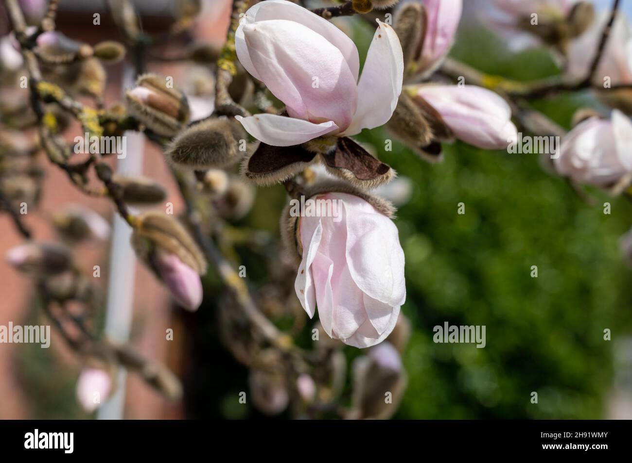Spring blossom of white magnolia tree in sunny day seasonal flowers ...