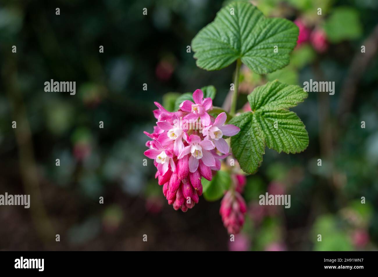 Spring blossom of pink Ribes sanguineum, flowering currant, redflower currant plant close up Stock Photo