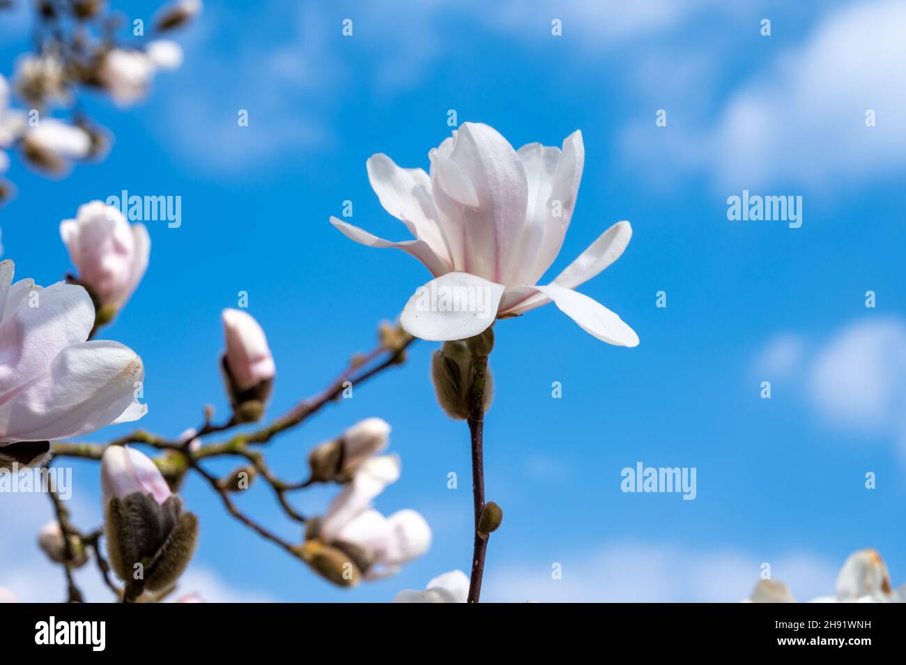 Spring blossom of white magnolia tree in sunny day with blue sky ...