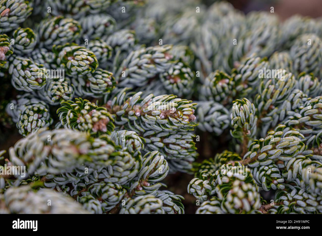 Botanical collection, young coniferous tree Abies koreana close up Stock Photo