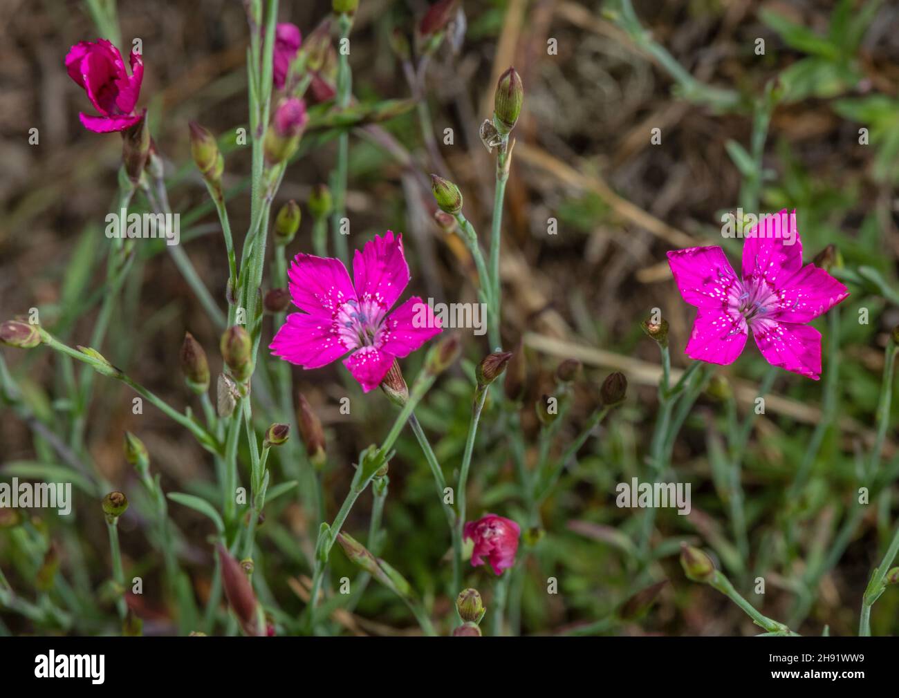 Maiden pink, Dianthus deltoides in flower. Stock Photo