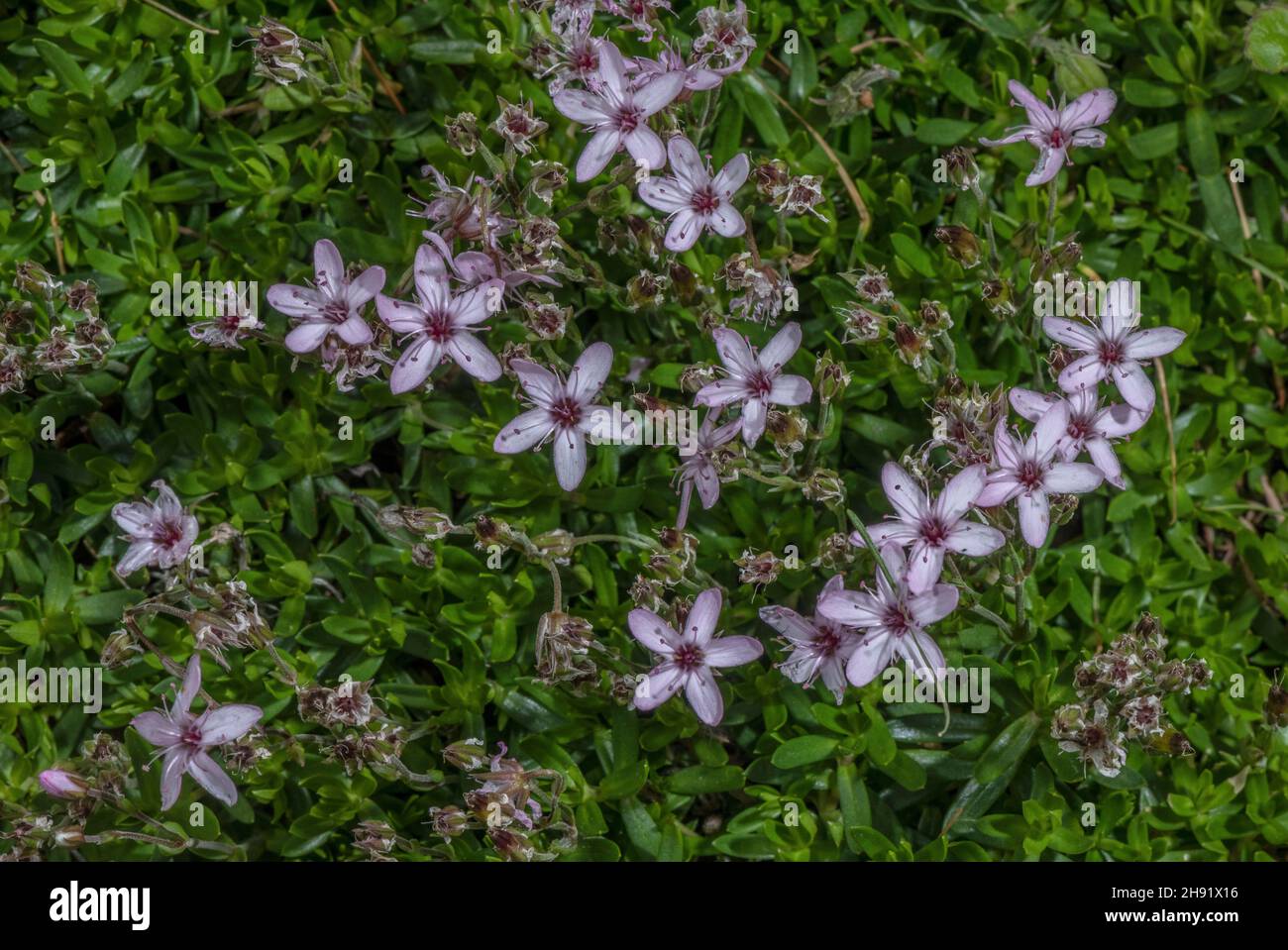 Pink sandwort, Arenaria purpurascens in flower. Pyrenees. Stock Photo
