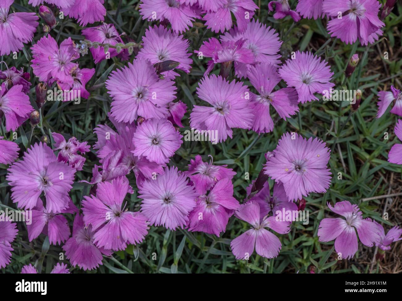 Cheddar pink, Dianthus gratianopolitanus, in flower on dry bank. Alps. Stock Photo
