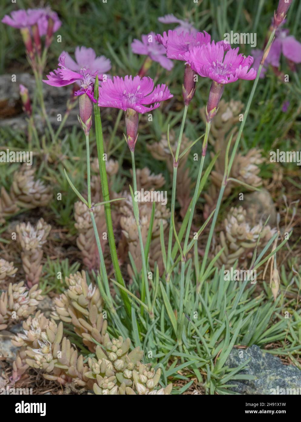 Cheddar pink, Dianthus gratianopolitanus, in flower on dry bank. Alps. Stock Photo