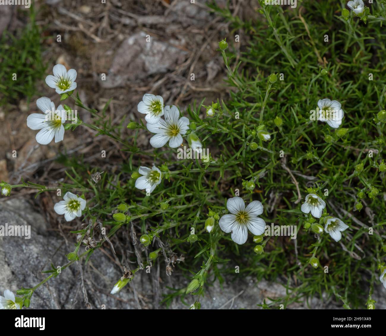 Minuartia laricifolia ssp kitaibelii in flower, Austrian Alps and Carpathians. Stock Photo