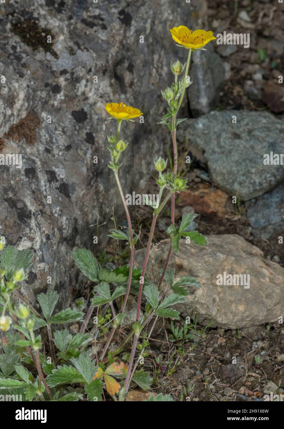 Large-flowered Cinquefoil, Potentilla grandiflora in flower in the French Alps. Stock Photo