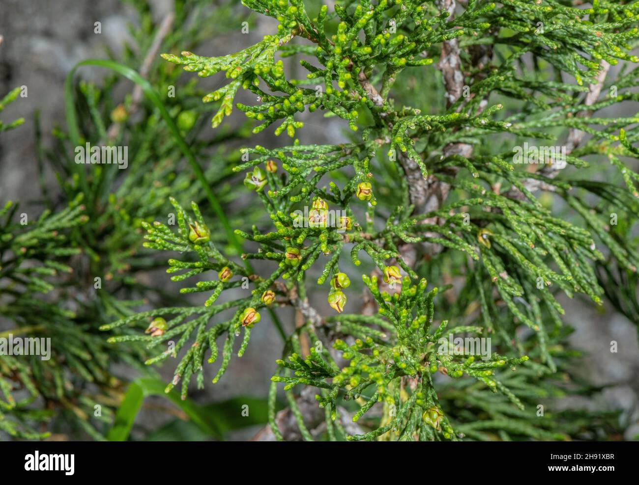 Savin juniper, Juniperus sabina, showing needles and cones. French Alps. Stock Photo