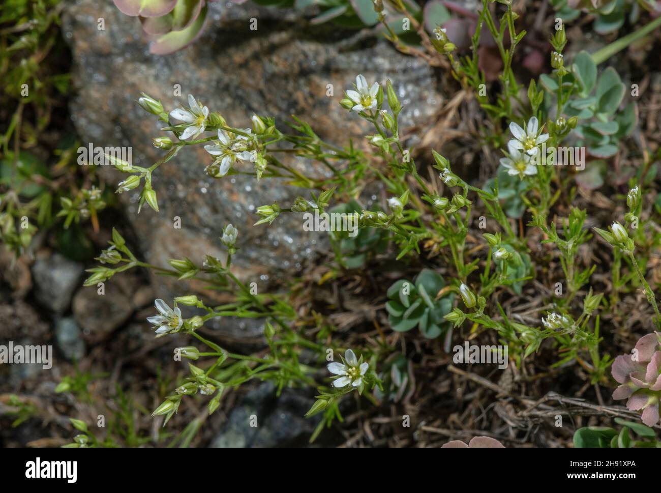 A Sandwort, Minuartia mutabilis, in flower, French Alps. Stock Photo