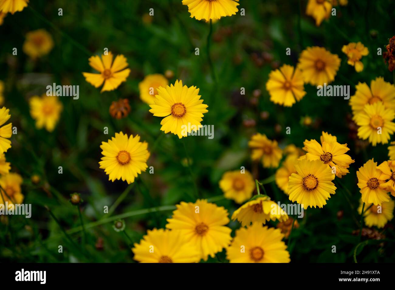 Closeup shot of calliopsis in the field Stock Photo