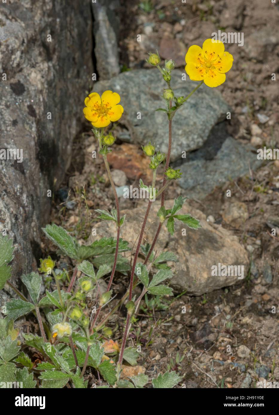 Large-flowered Cinquefoil, Potentilla grandiflora in flower in the Italian Alps. Stock Photo