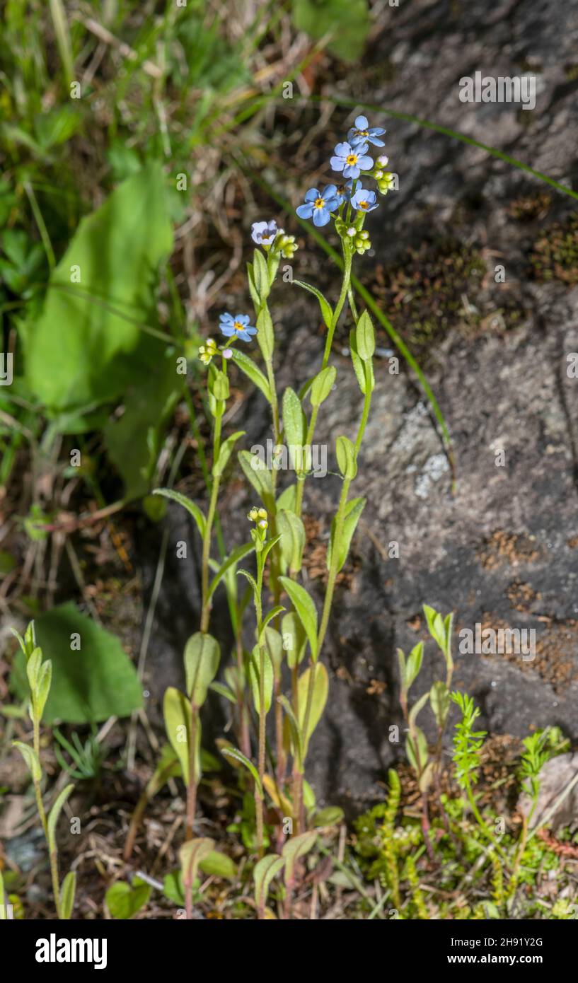 Water forget-me-not, Myosotis scorpioides, in flower on streamside. Stock Photo